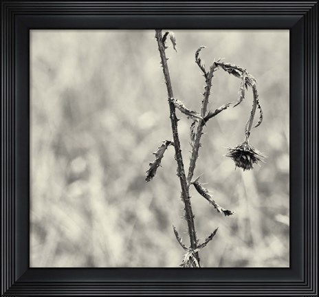 Framed Thistle Study Print