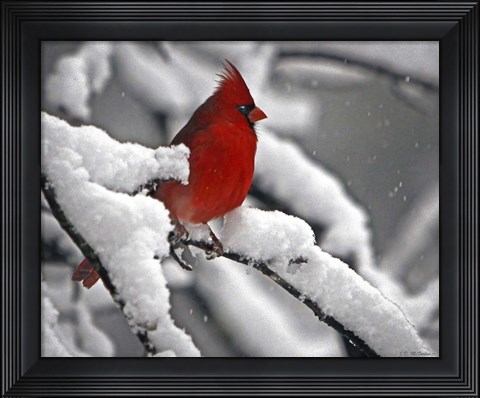 Framed Cardinal Print