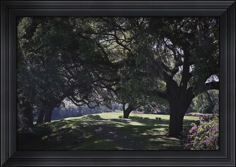 Framed Middleton Place 6, SC Print