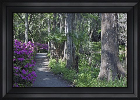 Framed Middleton Place 8, SC Print