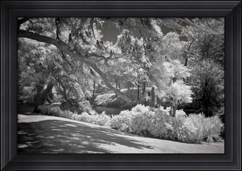 Framed Middleton Place 1 B&amp;W, SC Print
