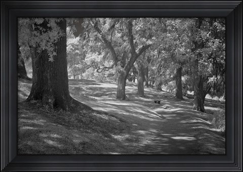 Framed Middleton Place 3 B&amp;W, SC Print