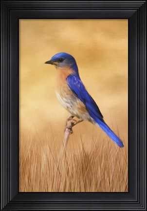 Framed Bluebird In The Grass Print