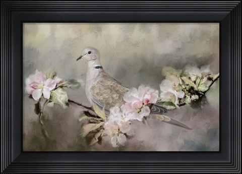 Framed Eurasian Dove In The Garden Print