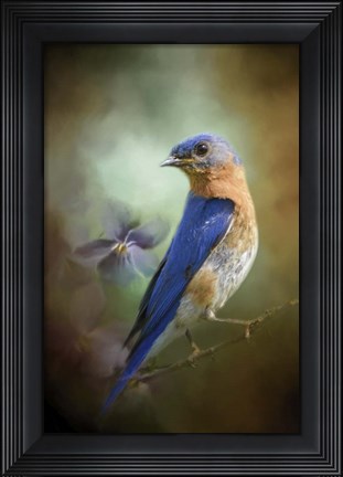 Framed Portait Of A Bluebird Print