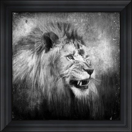 Framed Snarling In Black And White Print