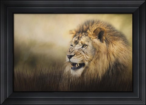 Framed Snarling Print