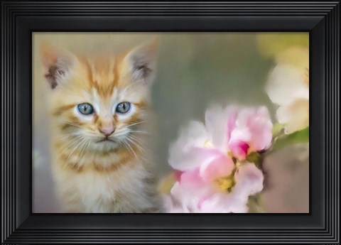 Framed Sweetness In A Small Package Print