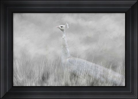 Framed White Beauty In The Field Print