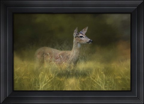 Framed Young Buck In The Meadow Print