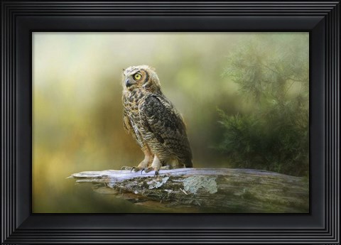 Framed Night With The Great Horned Owl 3 Print