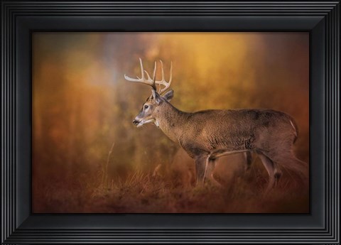 Framed Big Buck In Autumn Print