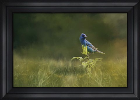 Framed Blue Gem In The Meadow Print