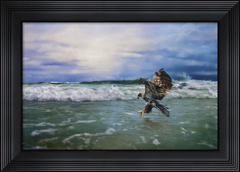 Framed Juvenile Eagle At Sea Print