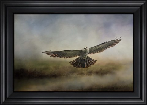 Framed Mississippi Kite In The Marsh Print