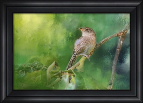 Framed Wren In The Garden Print