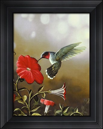 Framed Ruby Throated Hummingbird Print