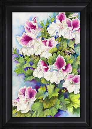 Framed Regal Geranium Print