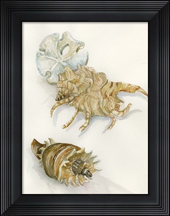 Framed Shell Study Print
