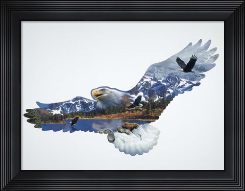 Framed Eagle Print