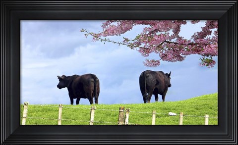 Framed Cows Print