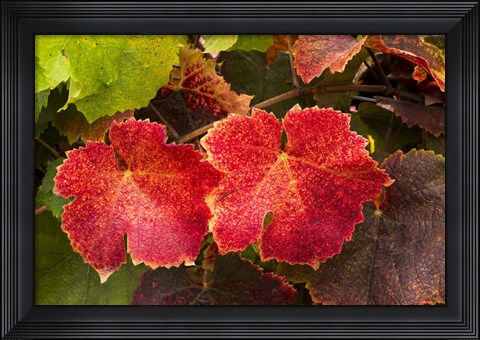 Framed Autumn Leaves 2 Print
