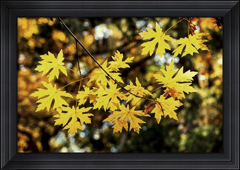 Framed Luminous Leaves Print