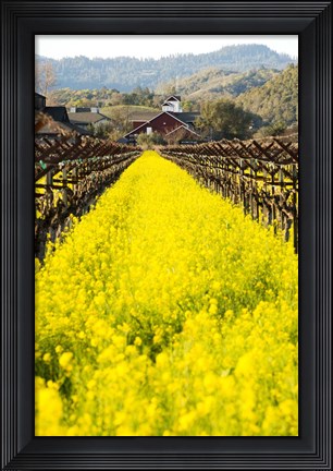 Framed In Full Bloom Print