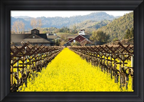 Framed Napa Valley in Winter Print