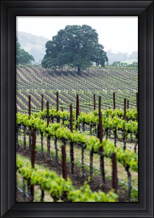 Framed Oak and Vines Print
