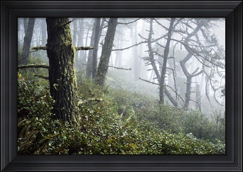 Framed Primeval Woods Print