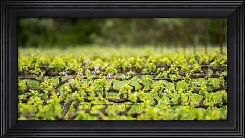Framed Signs of Spring Print