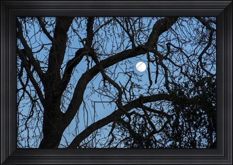 Framed Winter Moon Print