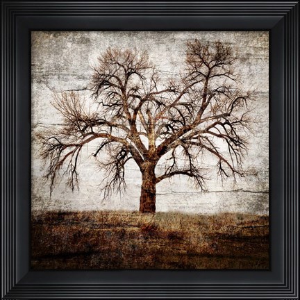 Framed Cottonwood Tree Part 1 Print