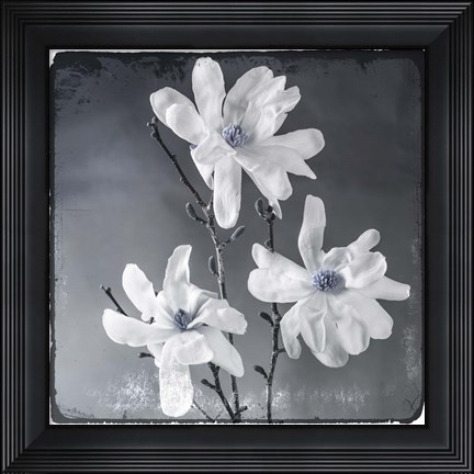Framed Blue Magnolia 2 Print