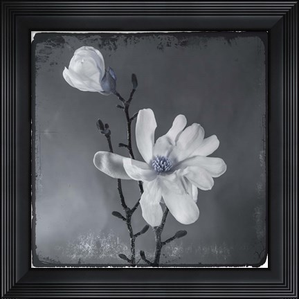Framed Blue Magnolia Print