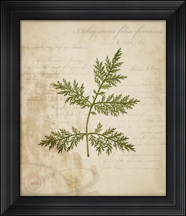 Framed Scientific Plant 1 Print