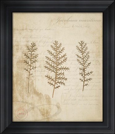 Framed Scientific Plant 3 Print