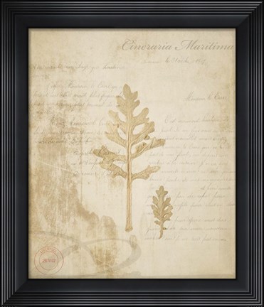 Framed Scientific Plant 4 Print