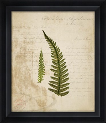 Framed Scientific Plant 5 Print