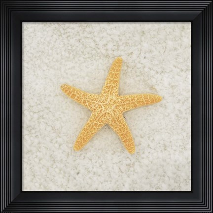 Framed Gypsy Sea Life 2 Print