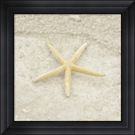 Framed Gypsy Sea Life 3 Print