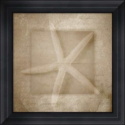 Framed Sea Life 1 Print