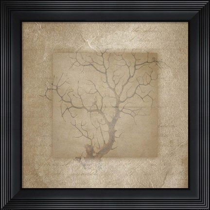 Framed Sea Life 3 Print