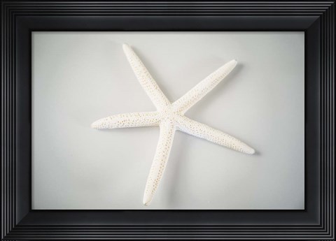 Framed Sea Star 1 Print