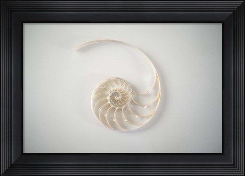 Framed Sea Star 2 Print