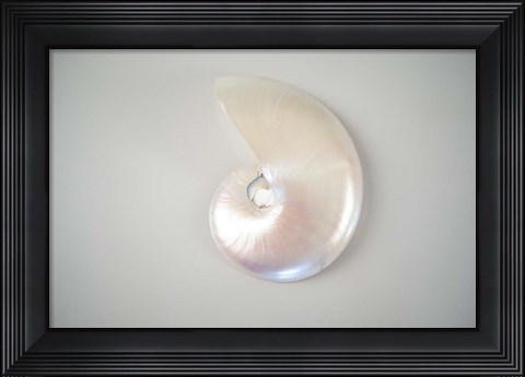 Framed Sea Star 3 Print