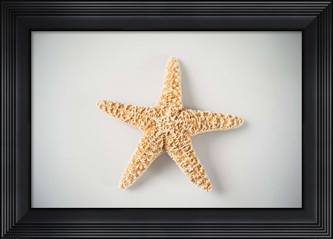 Framed Sea Star 4 Print