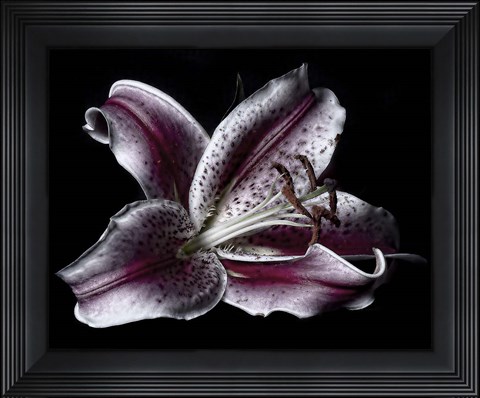Framed Antiqued Lily Print