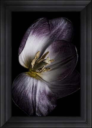 Framed Antiqued Tulip Print
